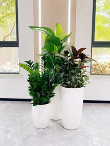 优质奉化盆景出租服务，让绿植为您的空间加分！